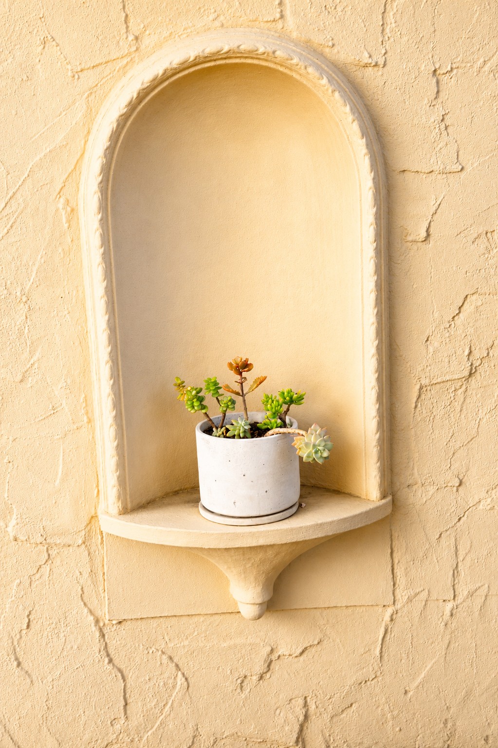 Arched wall niche with a potted succulent
